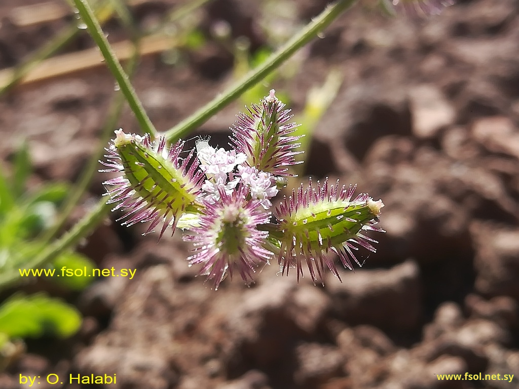 Turgenia latifolia (L.) Hoffm.
